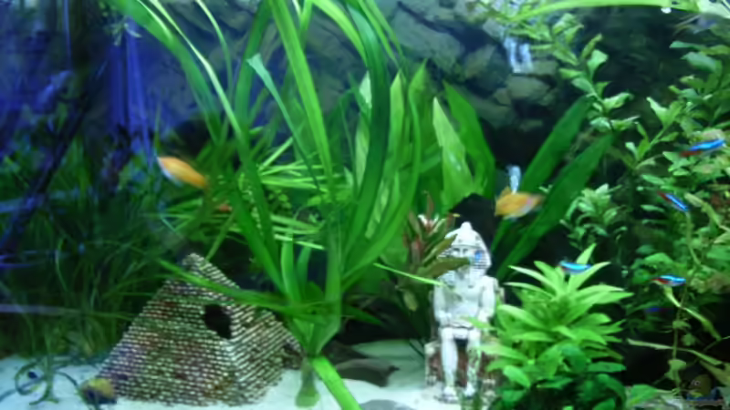 Dekoration im Aquarium Becken 3479 von Carsten Meyborg (5)