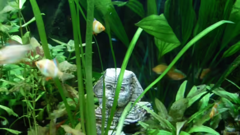 Dekoration im Aquarium Becken 3479 von Carsten Meyborg (6)