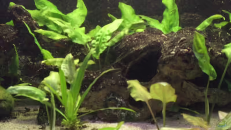 Dekoration im Aquarium Becken 3483 von Sören Gebhardt (15)