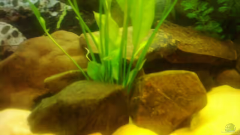 Dekoration im Aquarium Becken 3495 von Tobias Peters (11)