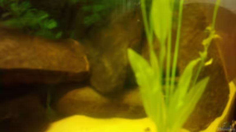 Dekoration im Aquarium Becken 3495 von Tobias Peters (12)