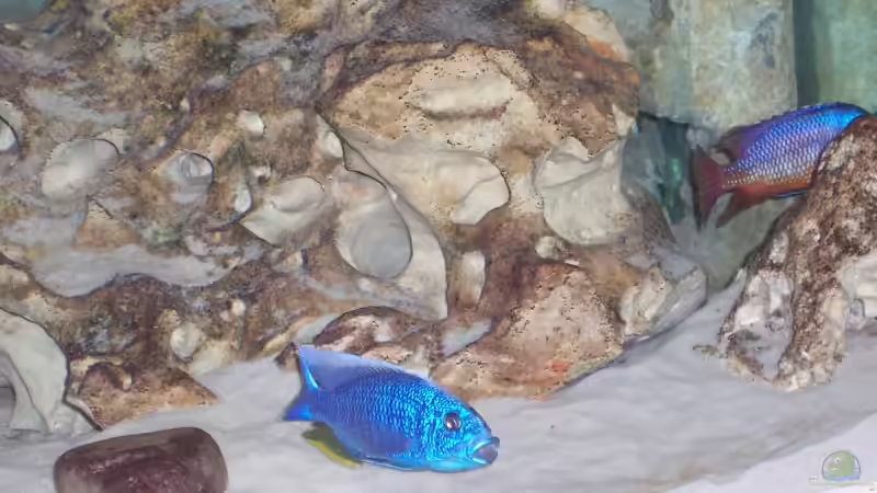 Dekoration im Aquarium Becken 3500 von Stephan Ascher (22)