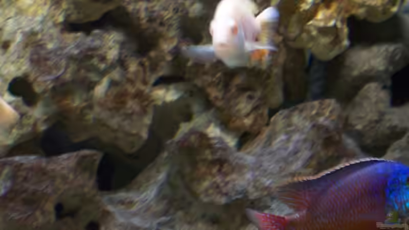 Dekoration im Aquarium Becken 3500 von Stephan Ascher (25)