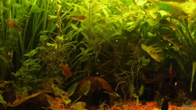 Dekoration im Aquarium Becken 3502 von Christian Lange (4)