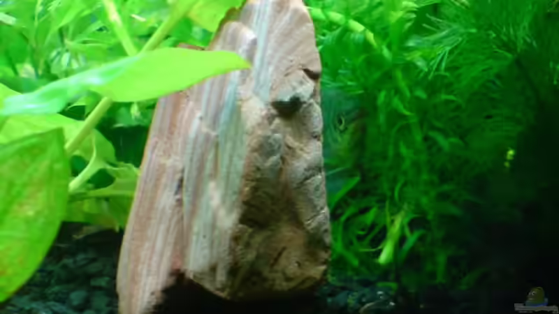 Dekoration im Aquarium Becken 3510 von Oliver Kemna (10)