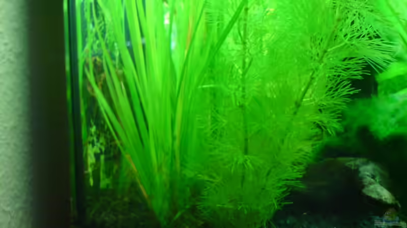 Dekoration im Aquarium Becken 3510 von Oliver Kemna (13)