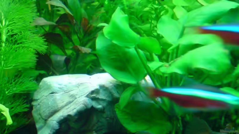 Dekoration im Aquarium Becken 3510 von Oliver Kemna (9)