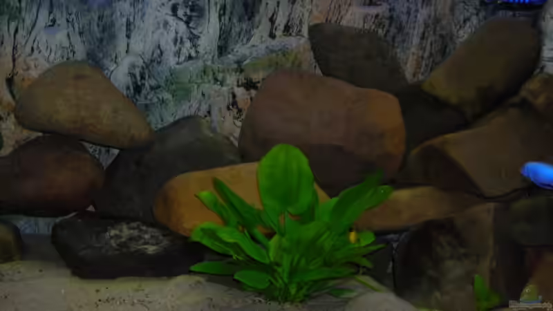 Dekoration im Aquarium Becken 3512 von Marcel Hoppe (7)