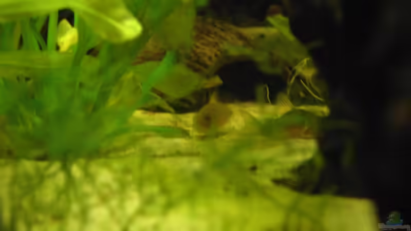 Dekoration im Aquarium Becken 3522 von -=Diskus-Fan=- (10)