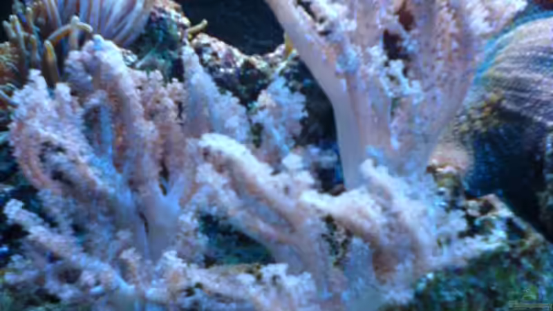 Dekoration im Aquarium Becken 3532 von Heiko Kunzweiler (10)