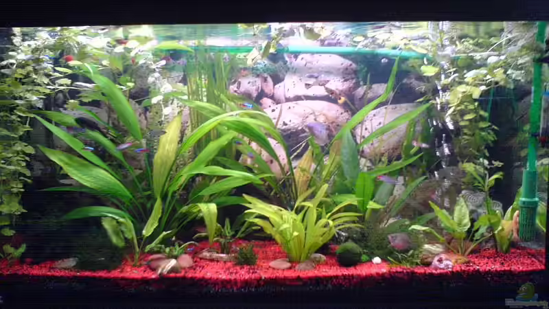 Dekoration im Aquarium Becken 3532 von Heiko Kunzweiler (4)