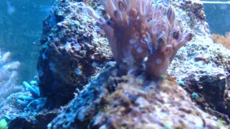 Dekoration im Aquarium Becken 3532 von Heiko Kunzweiler (6)