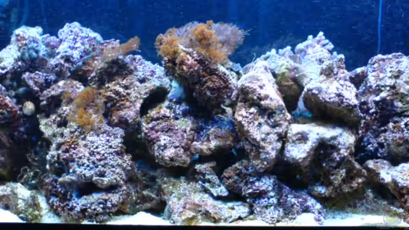 Dekoration im Aquarium Becken 3532 von Heiko Kunzweiler (7)