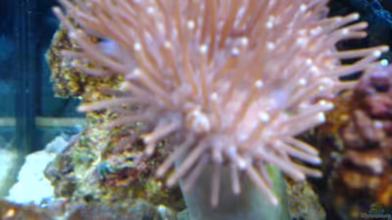 Dekoration im Aquarium Becken 3532 von Heiko Kunzweiler (9)