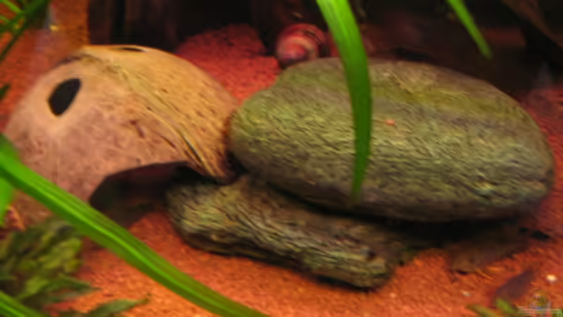 Dekoration im Aquarium Becken 3560 von David Deutschmann (5)