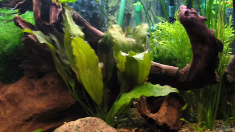 Dekoration im Aquarium Becken 3583 von Dryade (4)