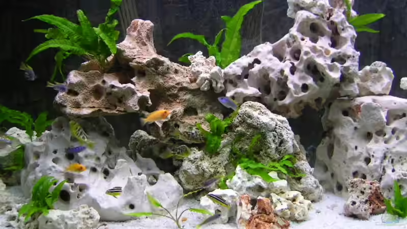 Dekoration im Aquarium Becken 359 von Frank Faselt (5)