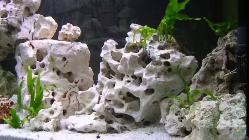 Dekoration im Aquarium Becken 359 von Frank Faselt (6)