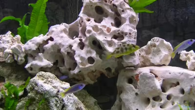 Dekoration im Aquarium Becken 359 von Frank Faselt (7)