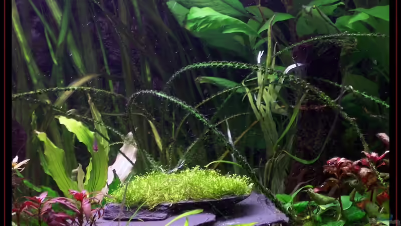 Dekoration im Aquarium Becken 3601 von Michael Hofmann (11)