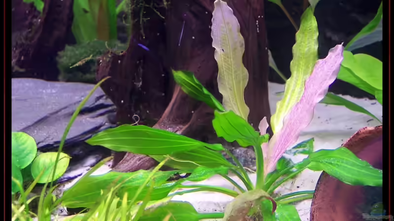 Dekoration im Aquarium Becken 3601 von Michael Hofmann (12)