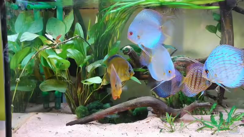 Dekoration im Aquarium Becken 3605 von Discusfan (10)