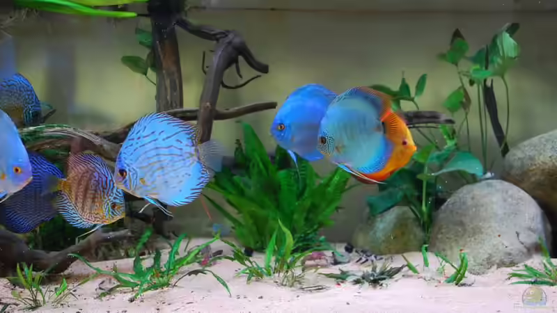 Dekoration im Aquarium Becken 3605 von Discusfan (11)