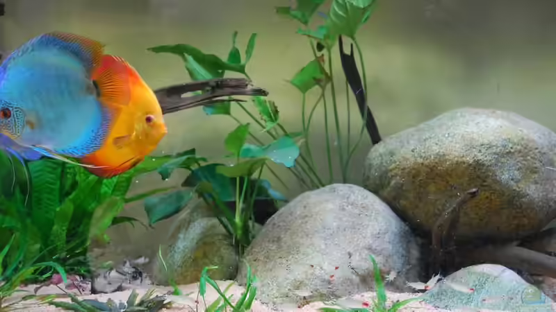 Dekoration im Aquarium Becken 3605 von Discusfan (12)