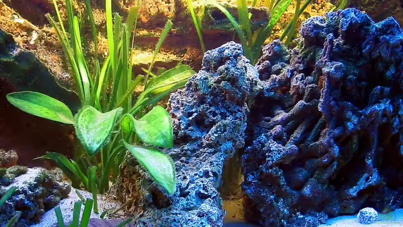 Dekoration im Aquarium Becken 3607 von Dennis V12 (18)
