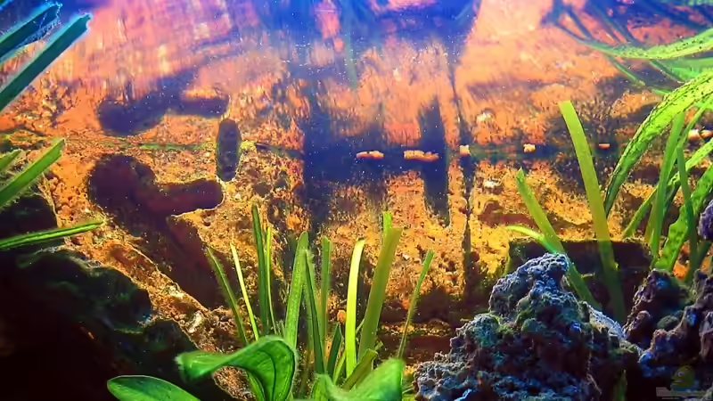 Dekoration im Aquarium Becken 3607 von Dennis V12 (19)