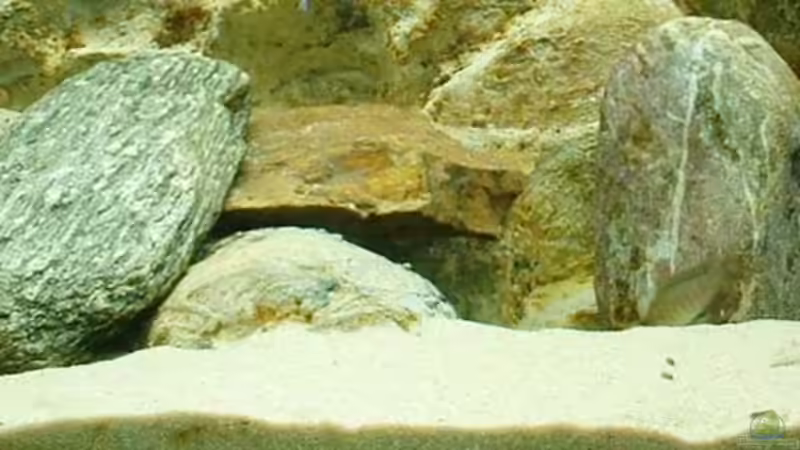 Dekoration im Aquarium Becken 361 von Lutz Rall (4)