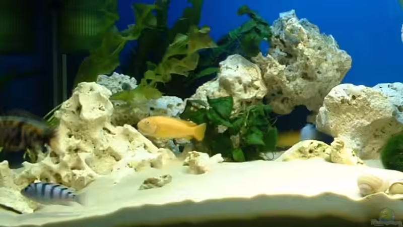 Dekoration im Aquarium Becken 362 von Lutz Rall (2)