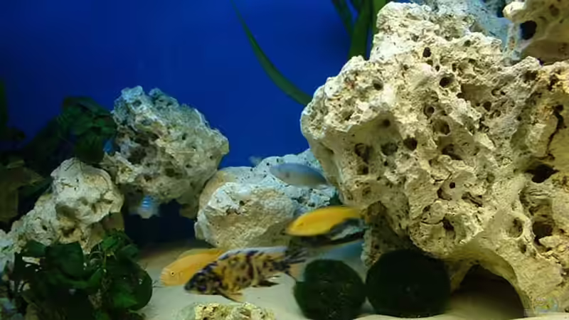 Dekoration im Aquarium Becken 362 von Lutz Rall (4)