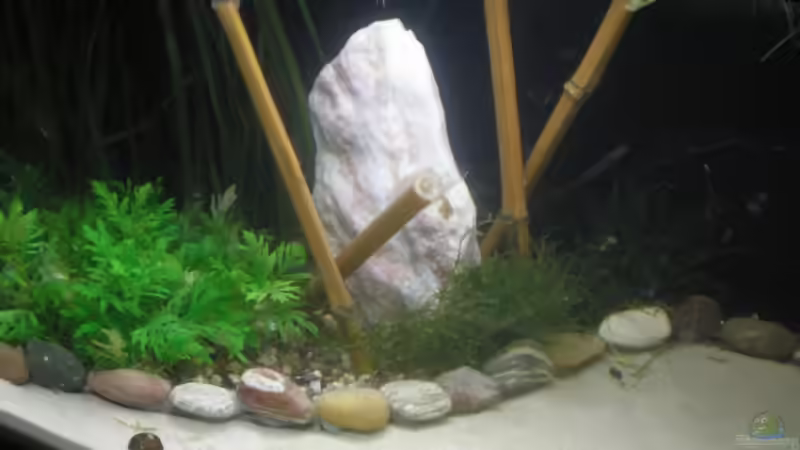 Dekoration im Aquarium Becken 3628 von Sabrina Sommer (4)