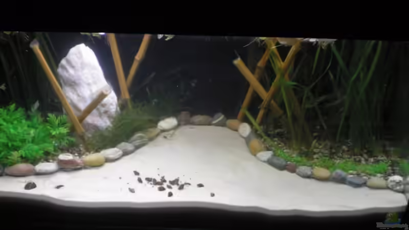Dekoration im Aquarium Becken 3628 von Sabrina Sommer (5)