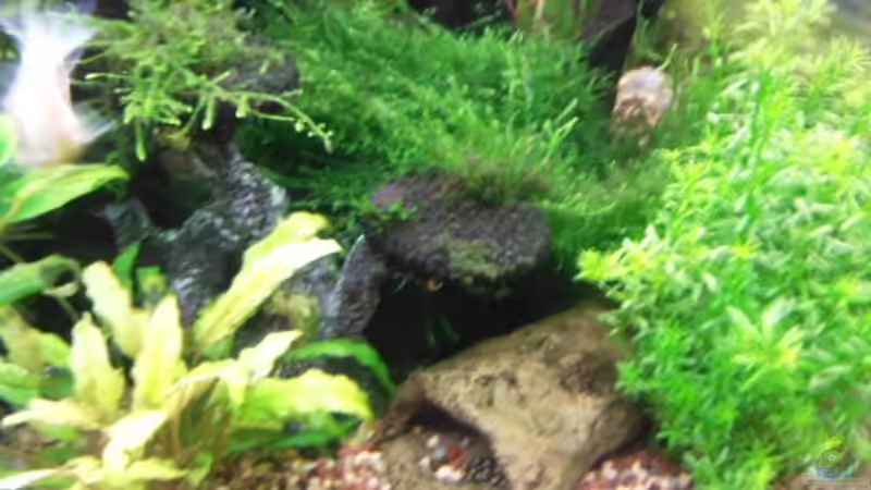 Dekoration im Aquarium Becken 3629 von Thomas Walla (6)