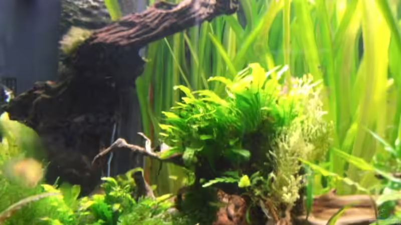 Dekoration im Aquarium Becken 3629 von Thomas Walla (7)