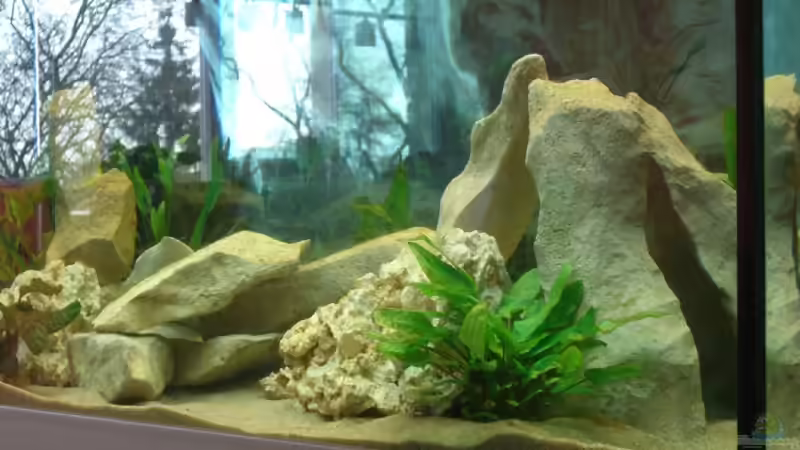 Dekoration im Aquarium Becken 3646 von Sebastian Eckert (11)