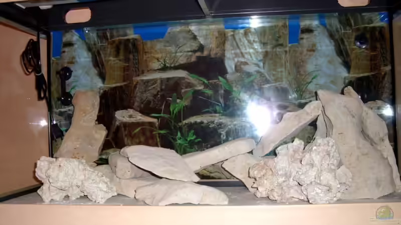 Dekoration im Aquarium Becken 3646 von Sebastian Eckert (8)