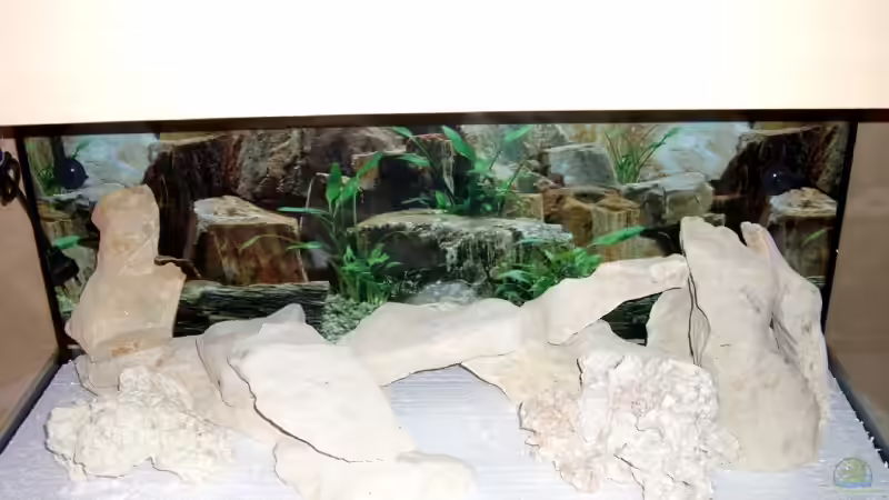 Dekoration im Aquarium Becken 3646 von Sebastian Eckert (9)
