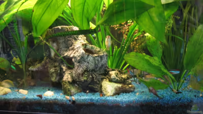 Dekoration im Aquarium Becken 3654 von Thorsten Krause (7)