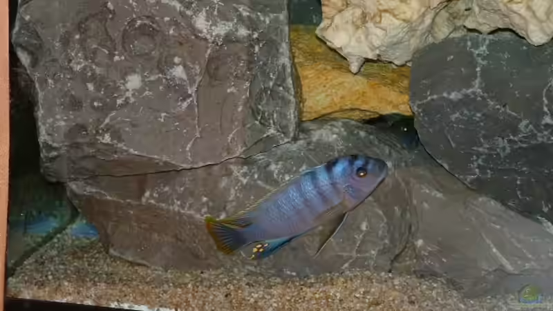 Dekoration im Aquarium Becken 3663 von Sascha Keltz (5)