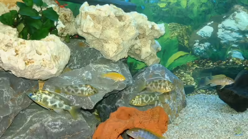 Dekoration im Aquarium Becken 3663 von Sascha Keltz (6)