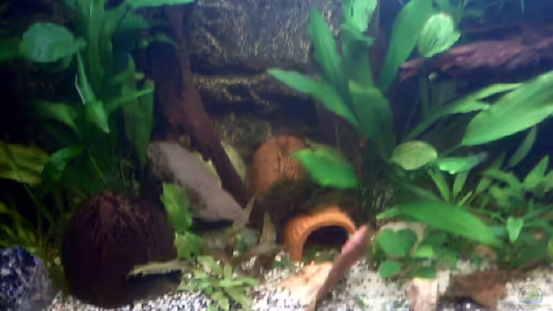 Dekoration im Aquarium Becken 3686 von Patrick Ebert (13)