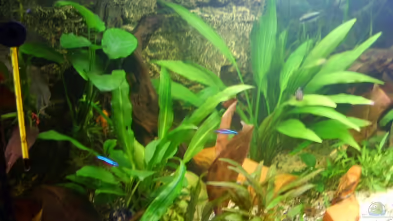 Dekoration im Aquarium Becken 3686 von Patrick Ebert (14)