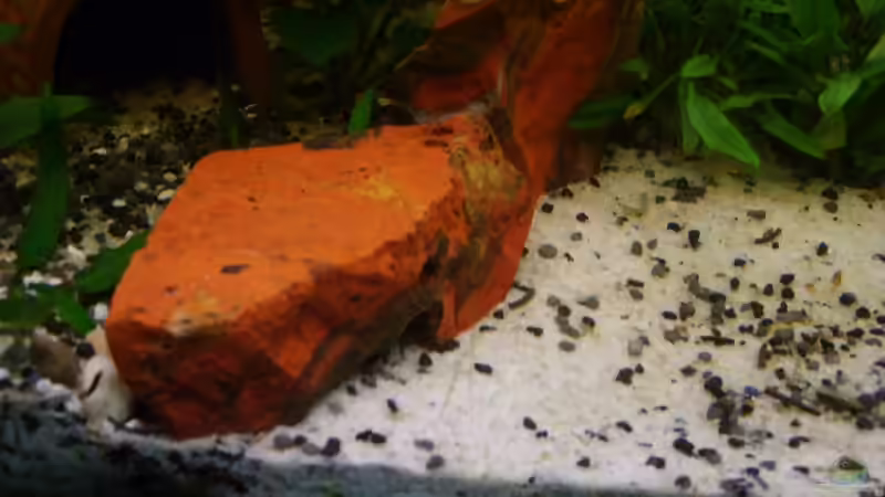 Dekoration im Aquarium Becken 3686 von Patrick Ebert (15)