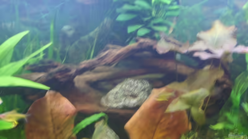 Dekoration im Aquarium Becken 3686 von Patrick Ebert (16)