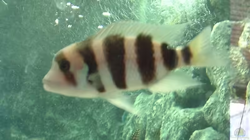 Dekoration im Aquarium Becken 371 von Ralf Romer (10)