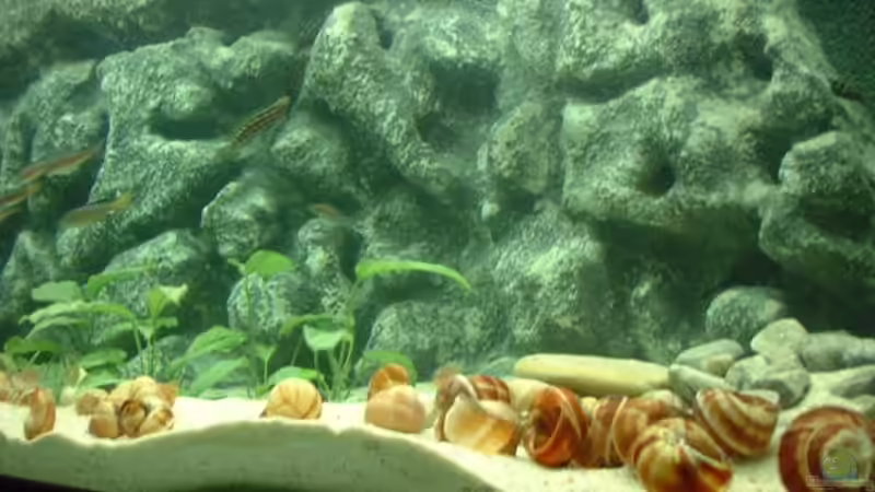 Dekoration im Aquarium Becken 371 von Ralf Romer (11)