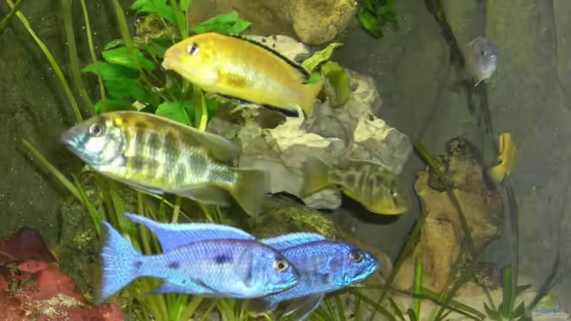 Dekoration im Aquarium Becken 3714 von phyvf (11)